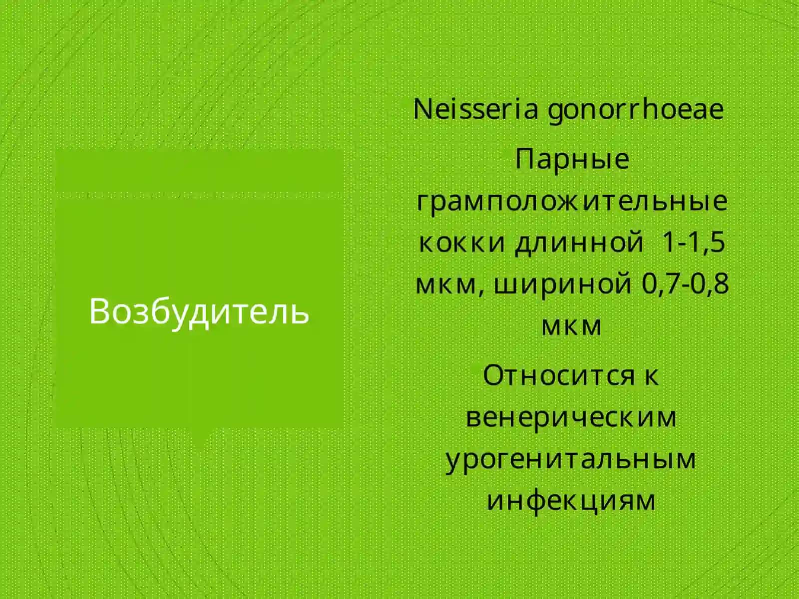 Возбудитель Neisseria gonorrhoeae 2