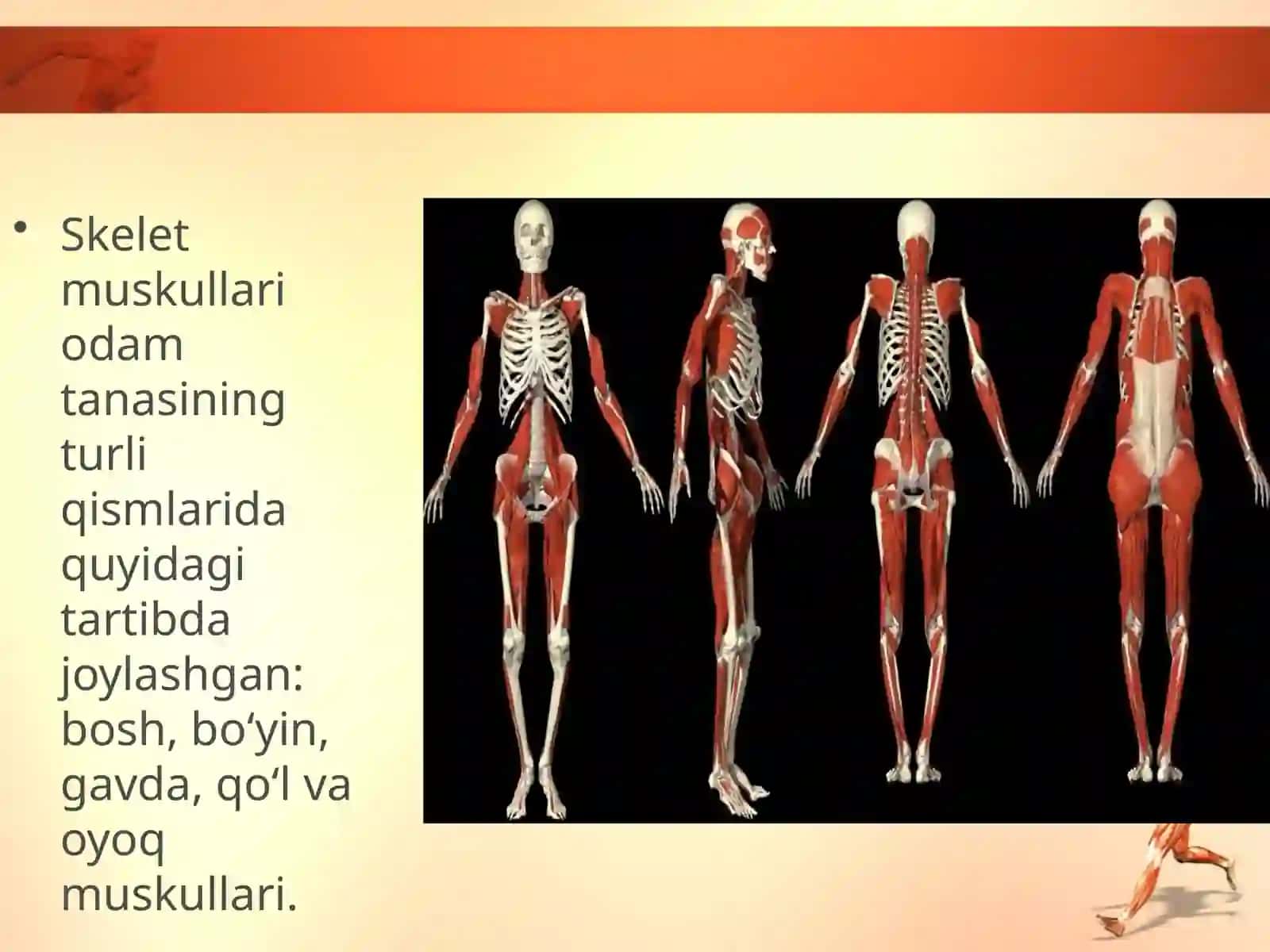 Odam tanasi muskullarining asosiy guruhlari 2