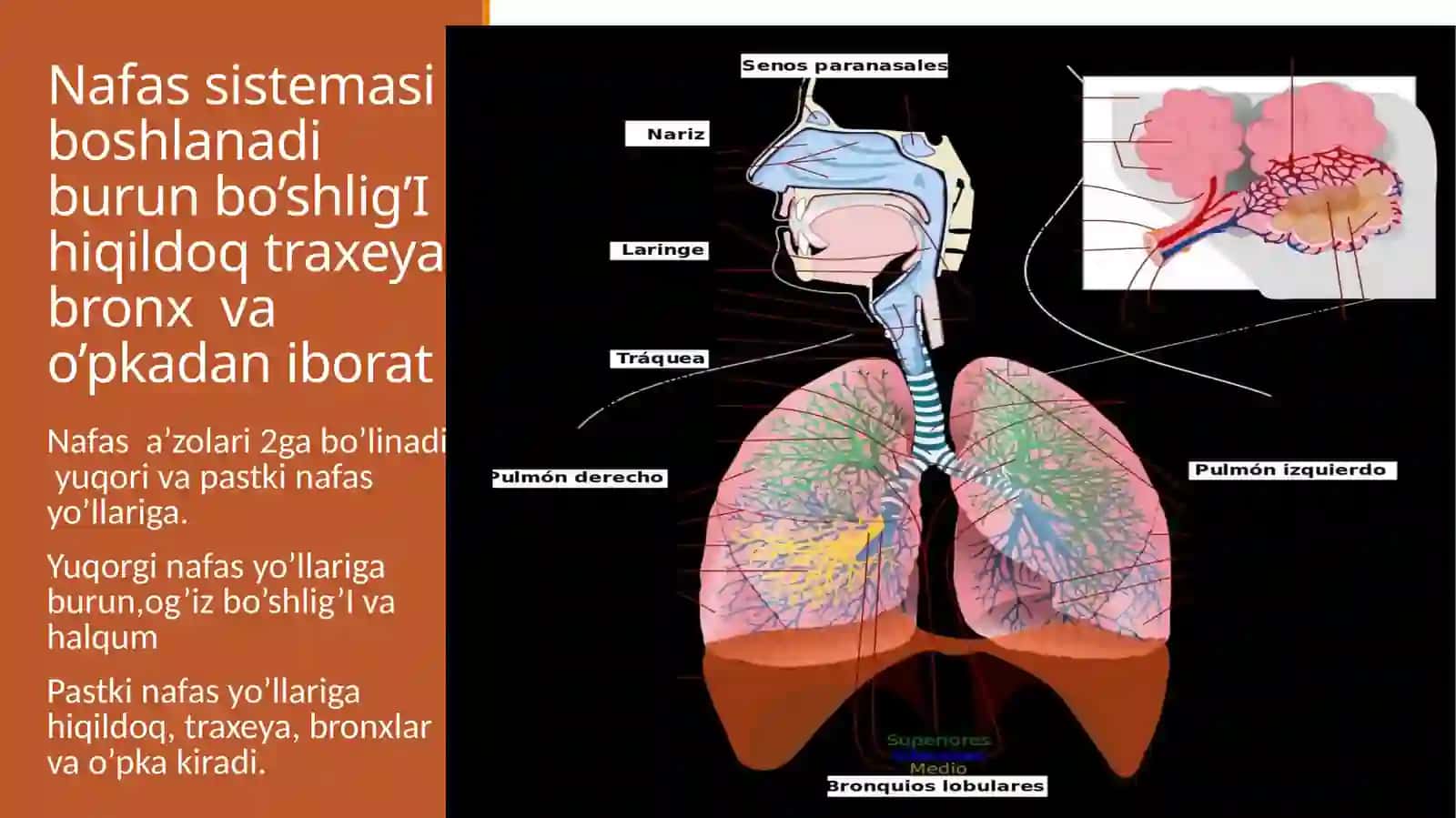 Nafassistemasi 2