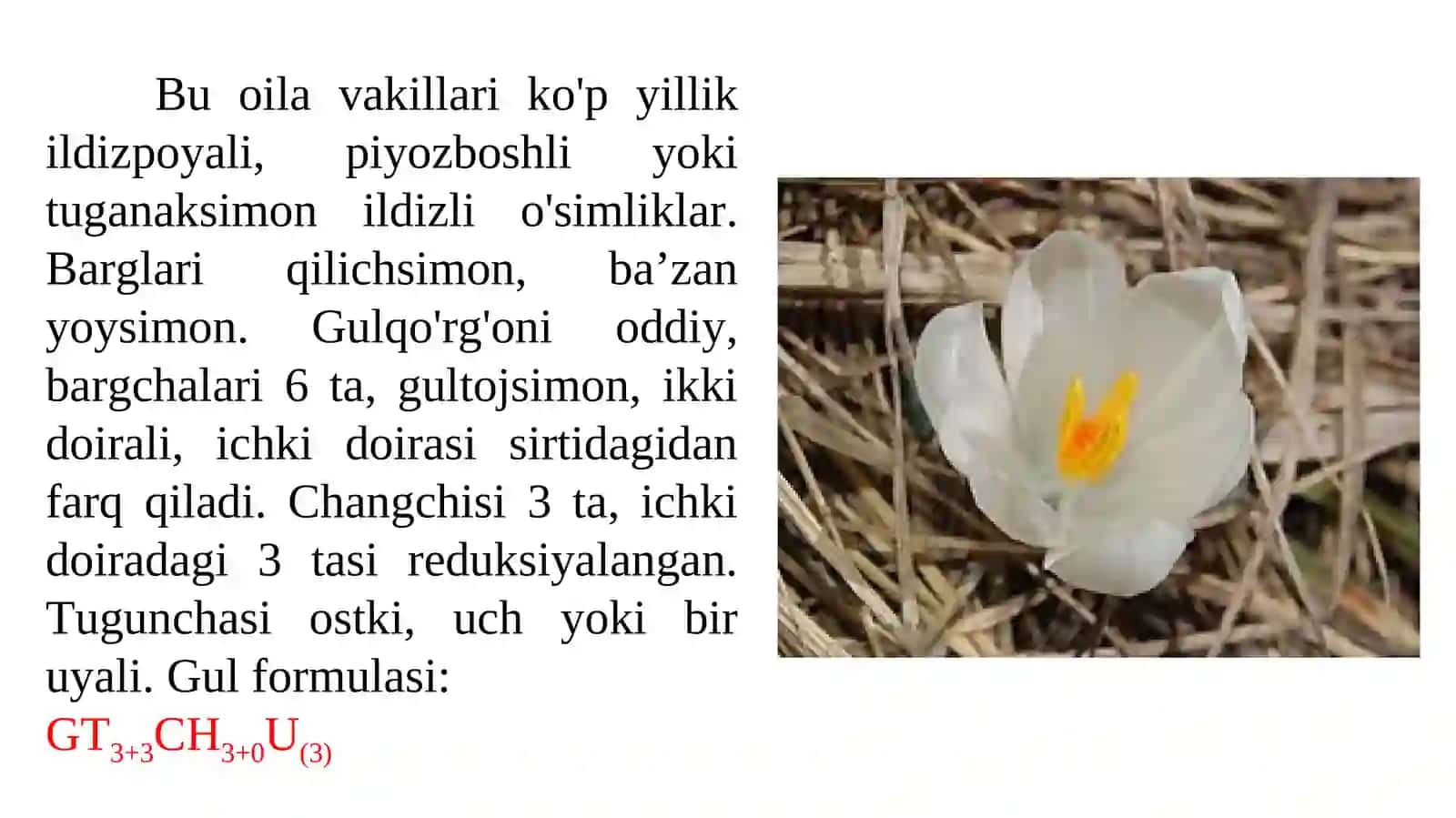 Sapsardoshlar oilasi 2