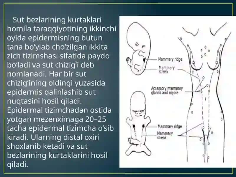 Sut bezlari gistogenezi va gistafiziologiyasi 2