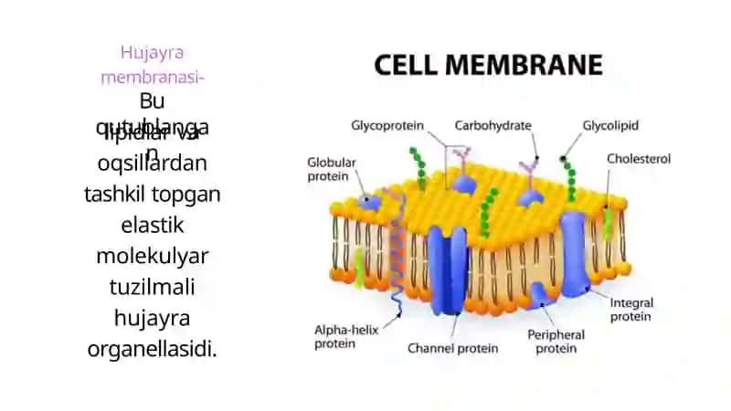 Membranalar buzilishlarini patologik jarayoni 2