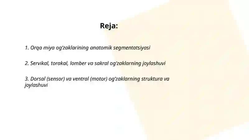 Orqa miya ogʻzaklarining anatomik segmentatsiyasi 2
