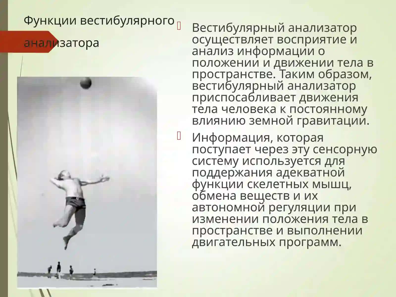 Вестибулярный анализатор 2
