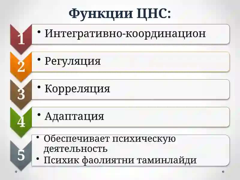 Функции ЦНС. Рефлексология 2