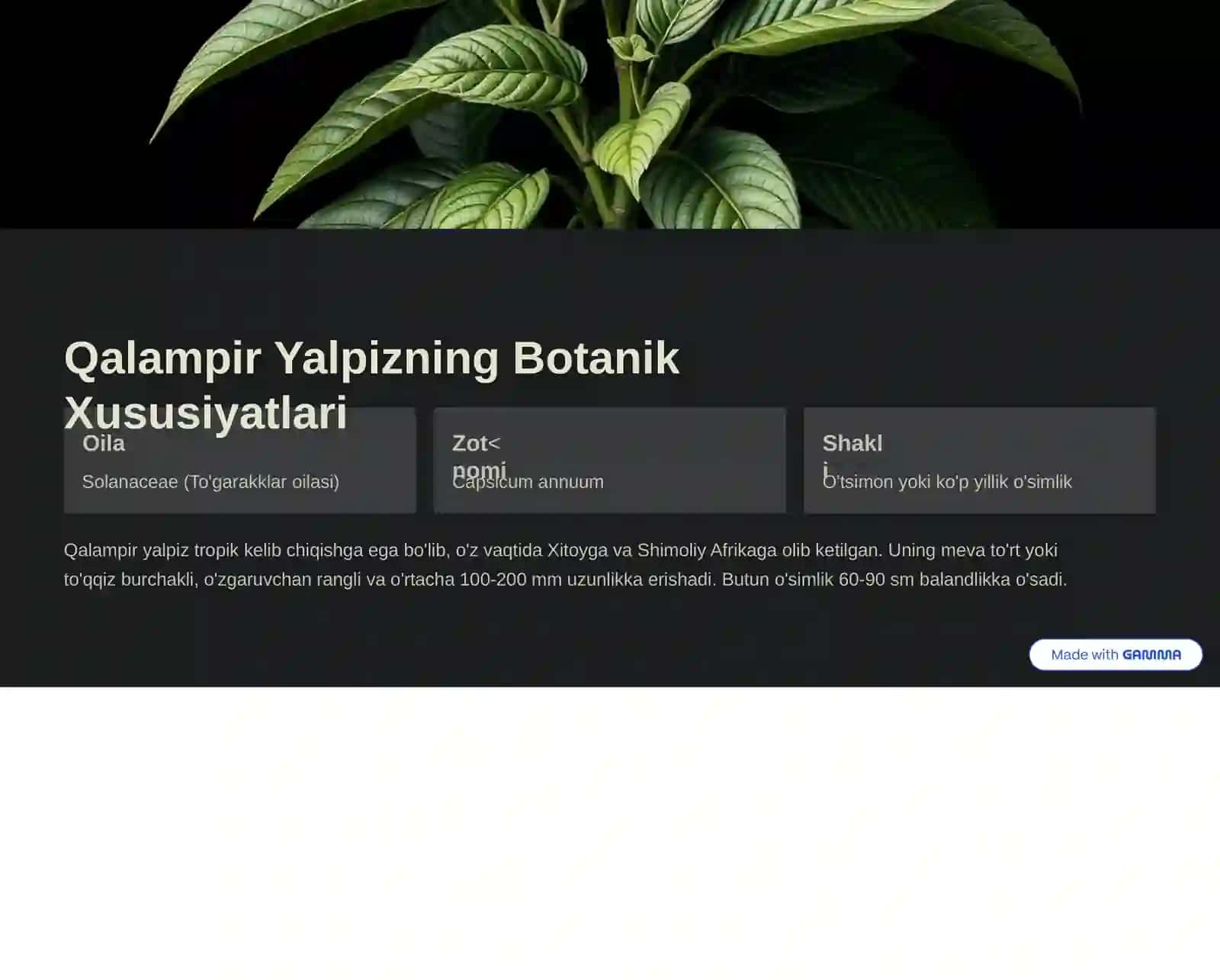 Qalampir Yalpiz O'simligi 2
