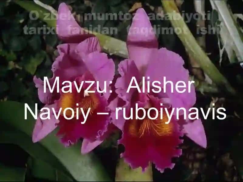 Alisher Navoiy – ruboiynavis 2