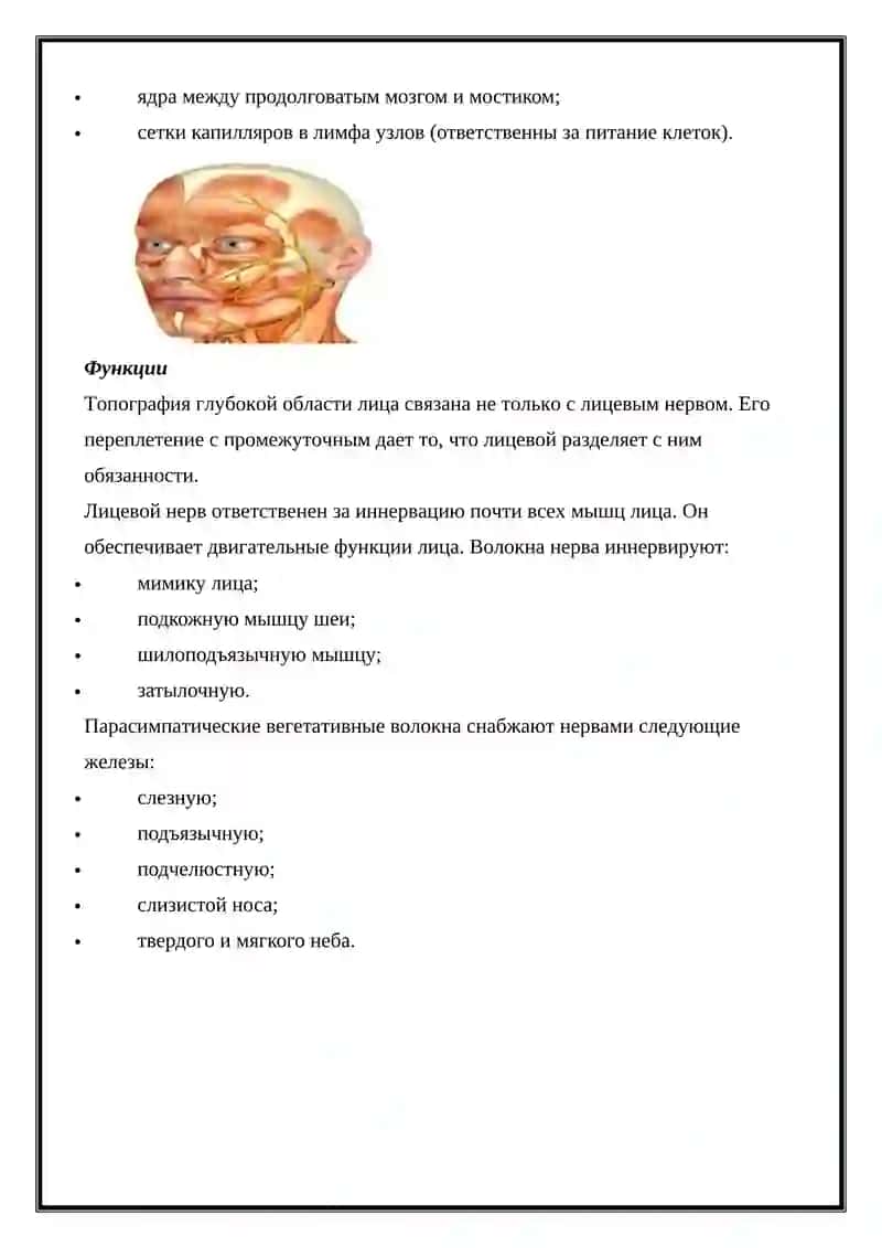Анатомия и болезни лицевого нерва 2