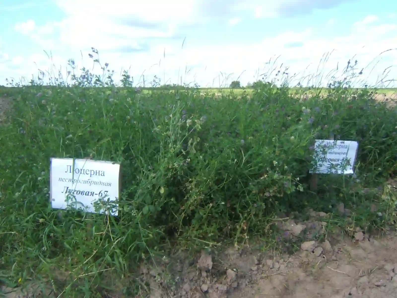 Breeding of perennial crops 2