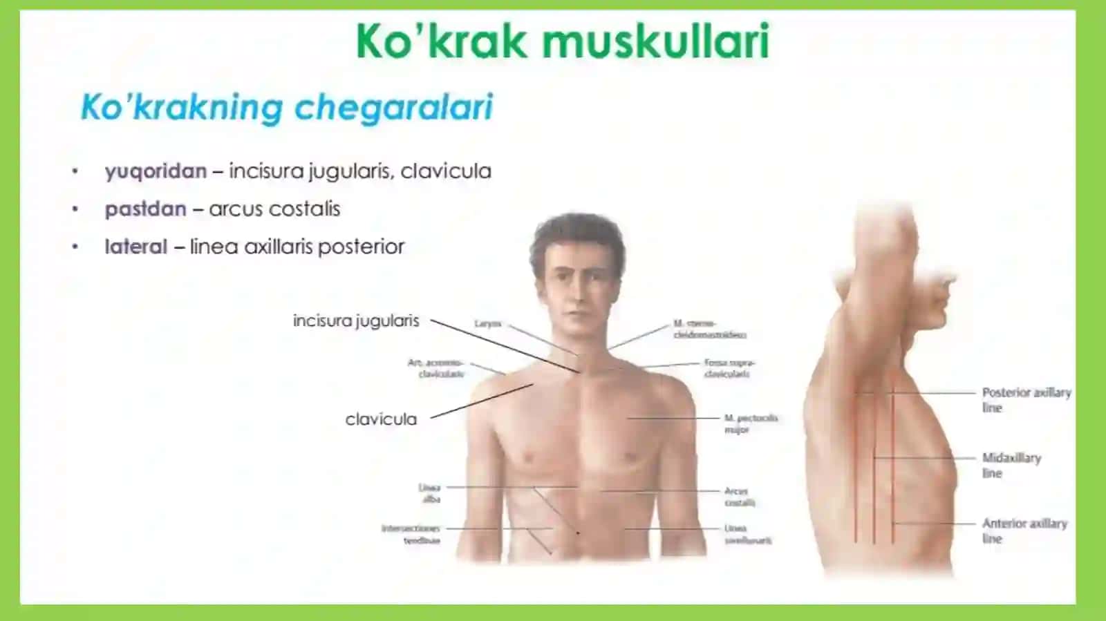 Kòkrak,diafragmavaqorinmuskullari 2