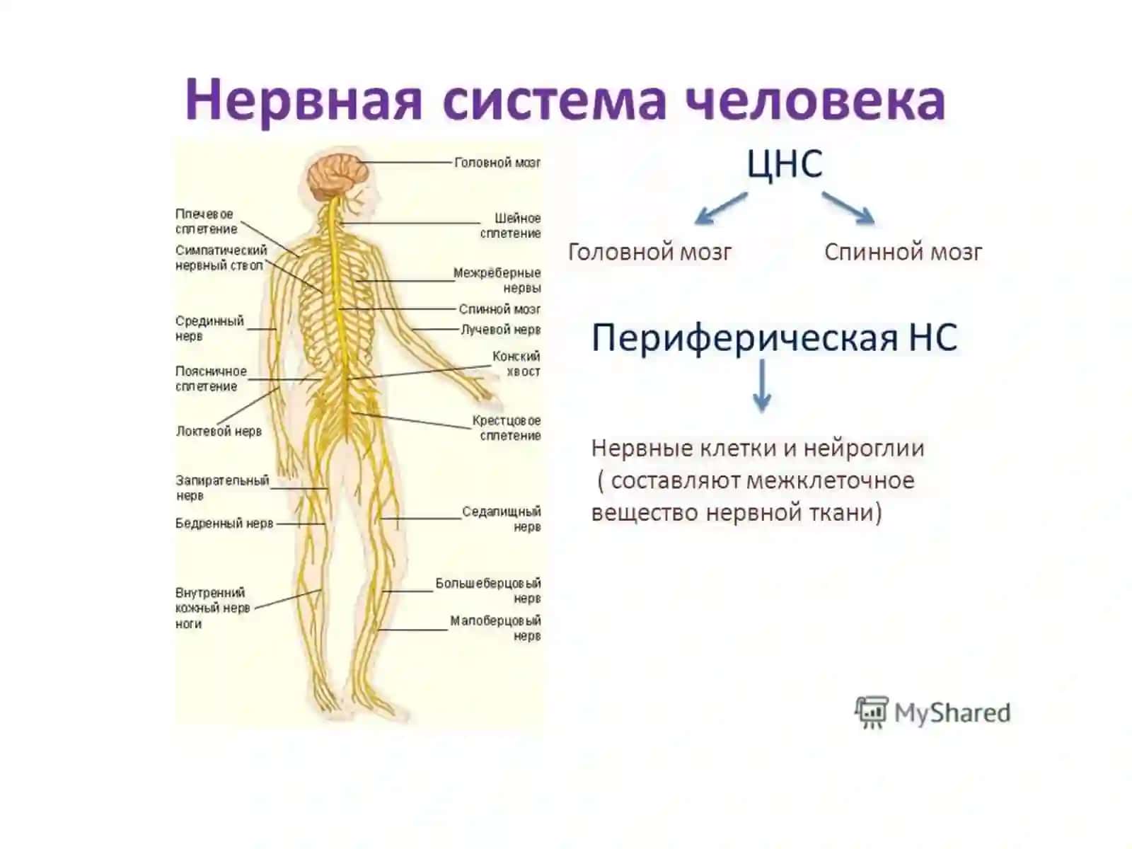 АСАБ ТИЗИМИ КЛИНИК АНАТОМИЯСИ 2