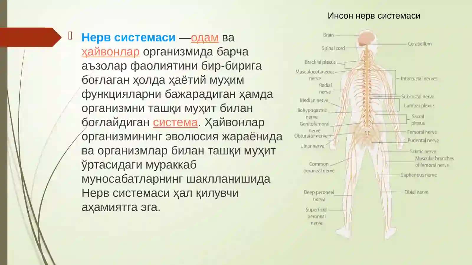 Асаб (нерв) тизими 2
