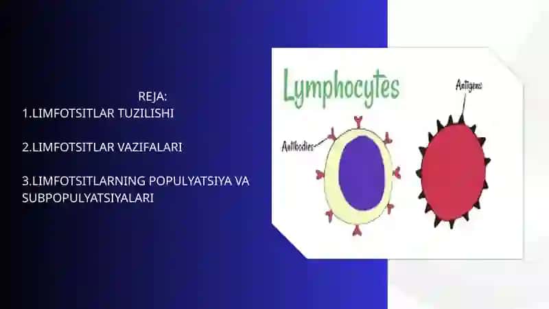 Limfotsitlar TUZILISHI 2