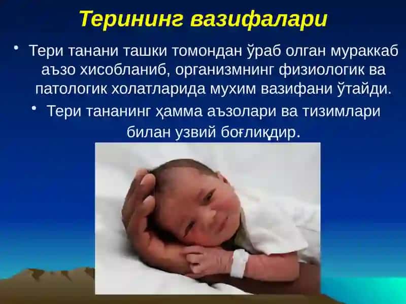 Тери тананинг анатомияси 2
