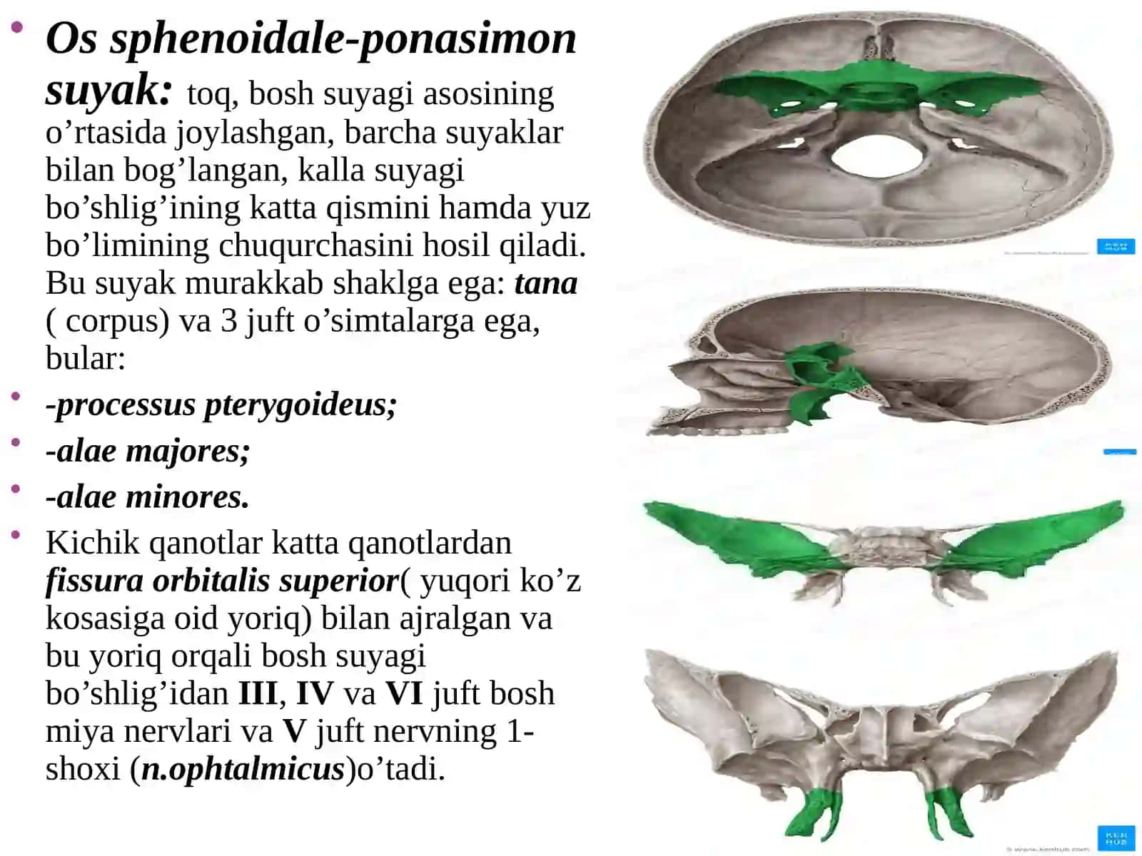 Boshsuyaklari ossphenoidale, os temporale 2
