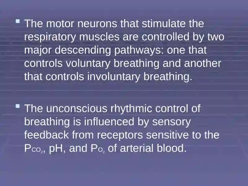 Regulation of breathing 2