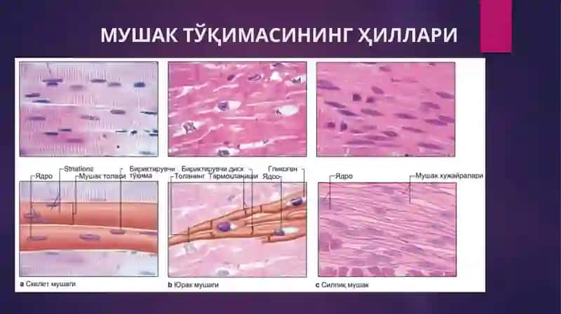 Sklet mushak to'qimasi tuzilishi 2