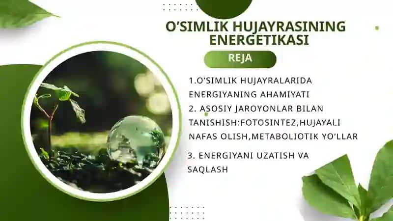 O’simlik hujayrasi energetikasi 2