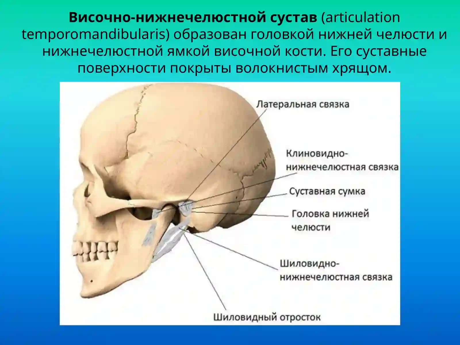 Строениевисочно-нижнечелюстного сустава 2