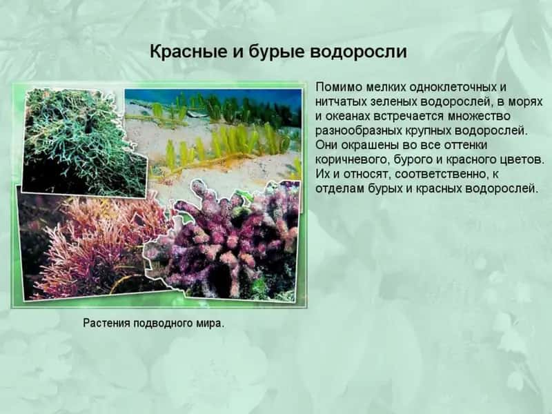 Бурые и красные водоросли 2