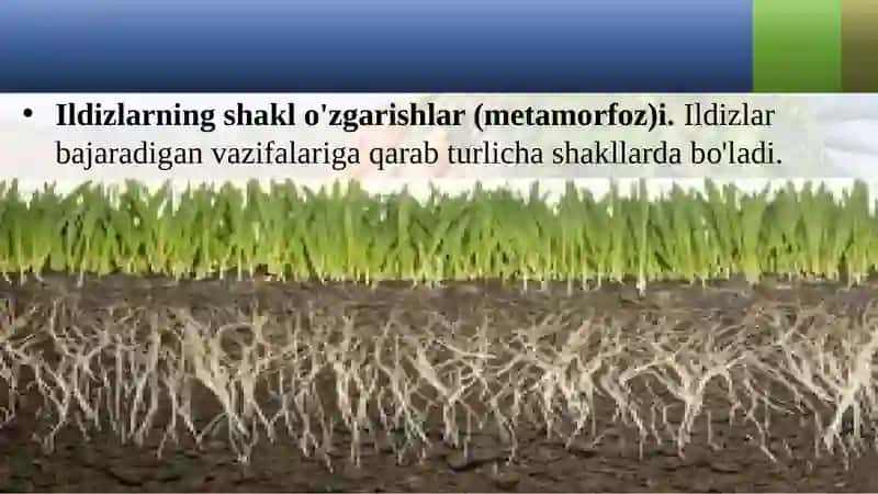 Ildizlarning shakli o'zgarishlar 2