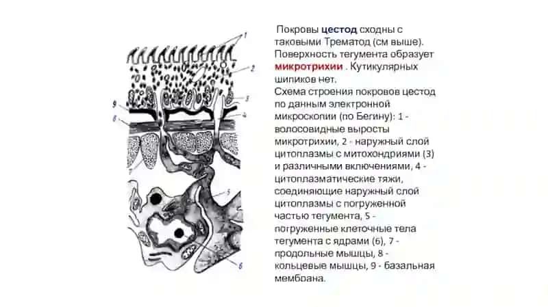 TASMASIMON CHUVALCHANGLAR (CYSTODA) SINFI 2