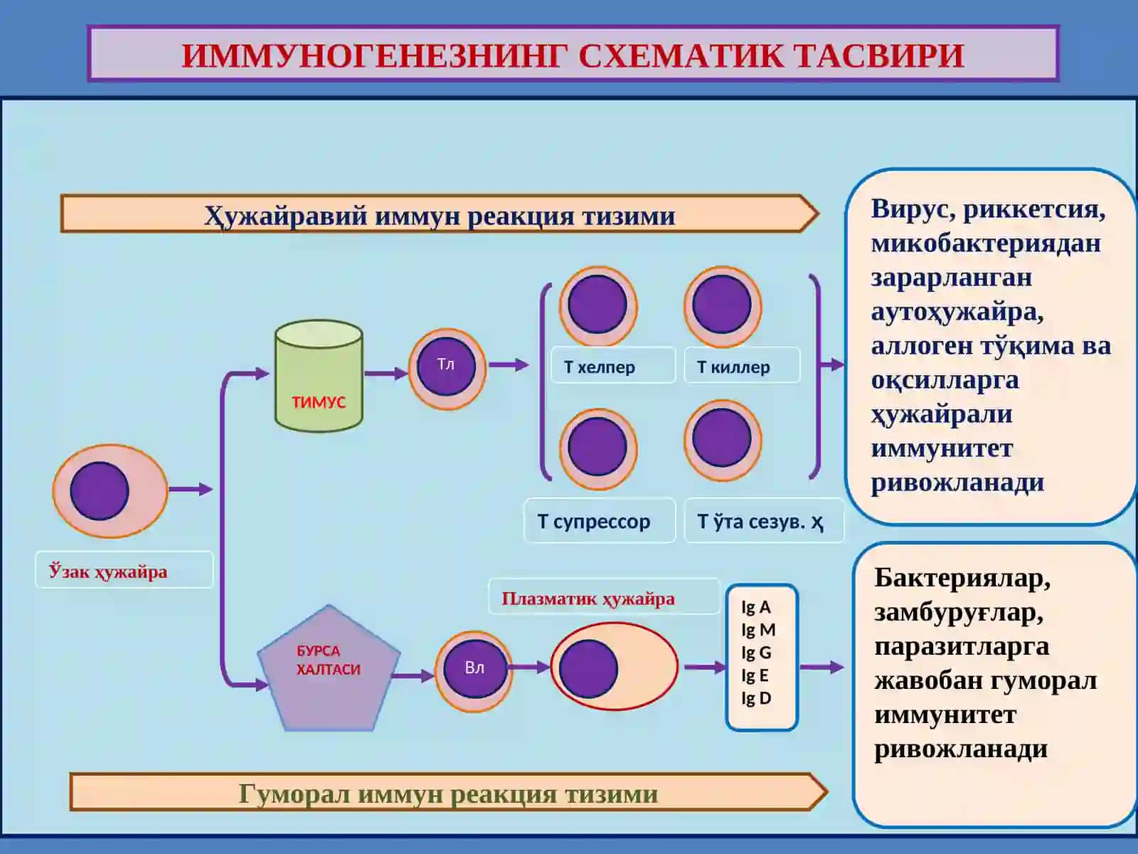 ИММУНОПАТОЛОГИК ЖАРАЁНЛАР 2
