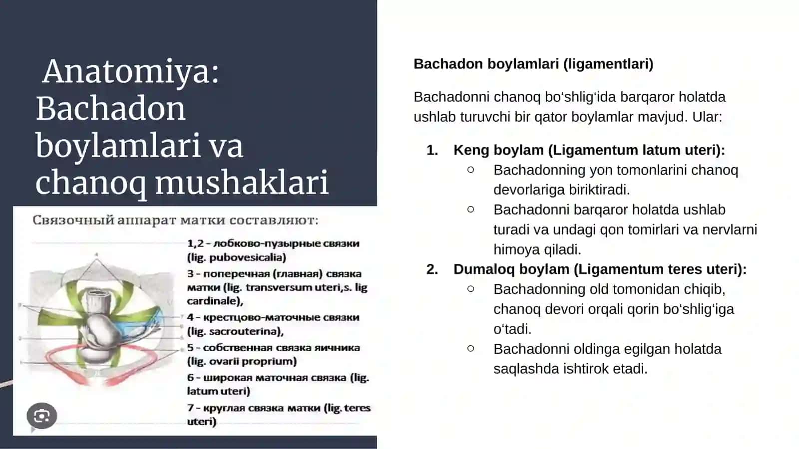 Bachadon boylamlari va chanoq mushaklari 2