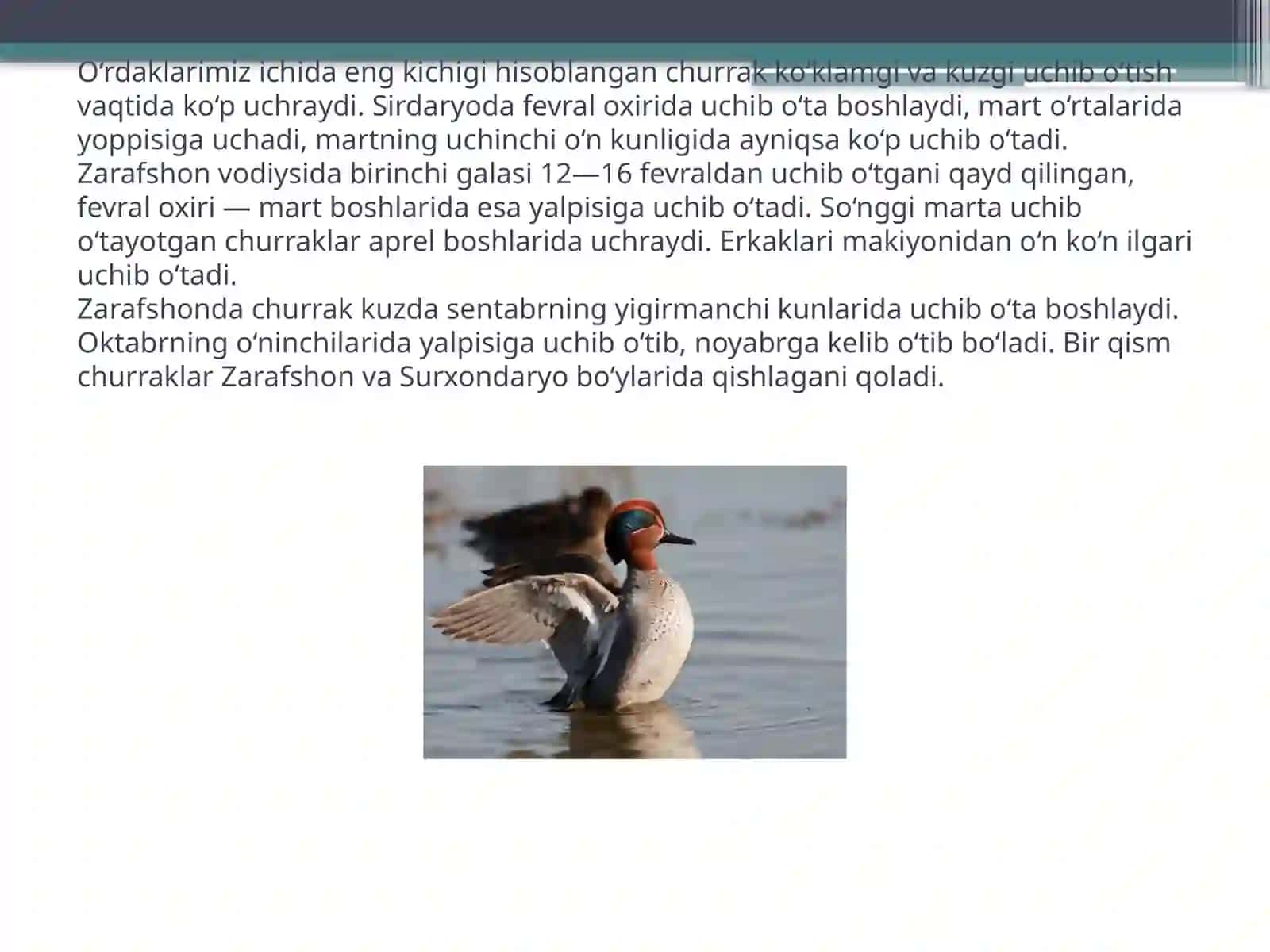 Churrak 2