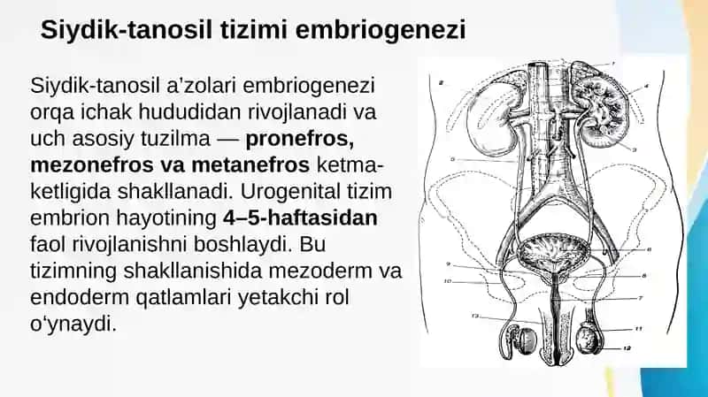 Siydik tanosil aʼzolarining embrogenezi 2