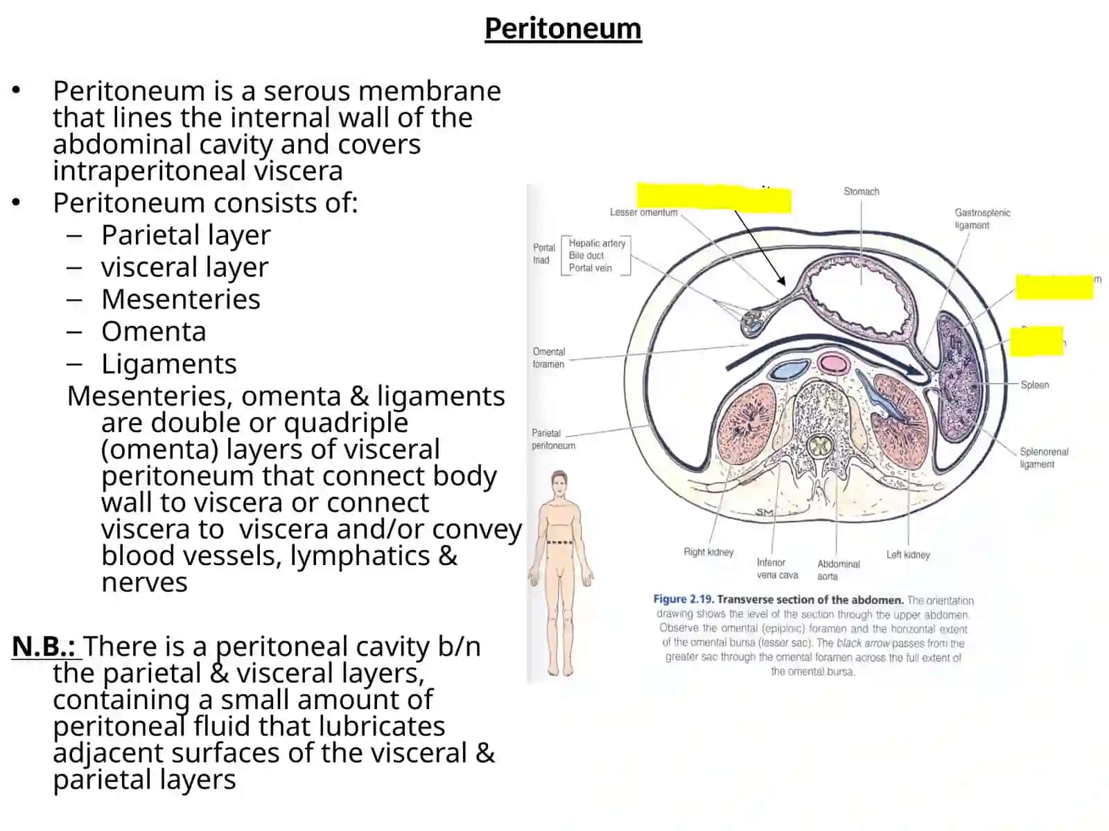 Peritoneum, blood supply &innervation of the abdomen 2