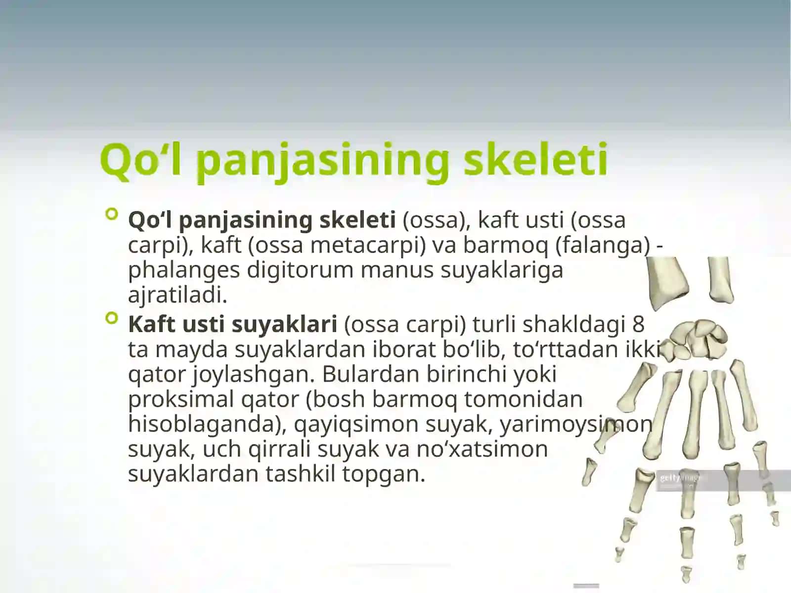 Qo‘lpanjasining skeleti 2