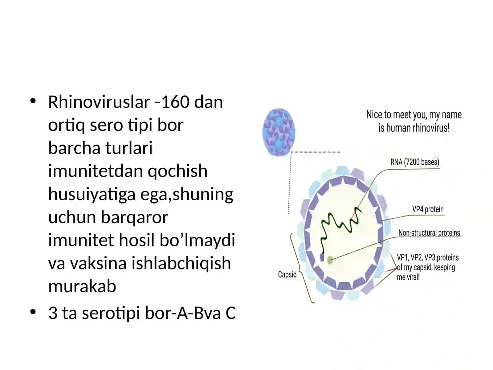Shamolash keltirib chiqaruvchi viruslar 2