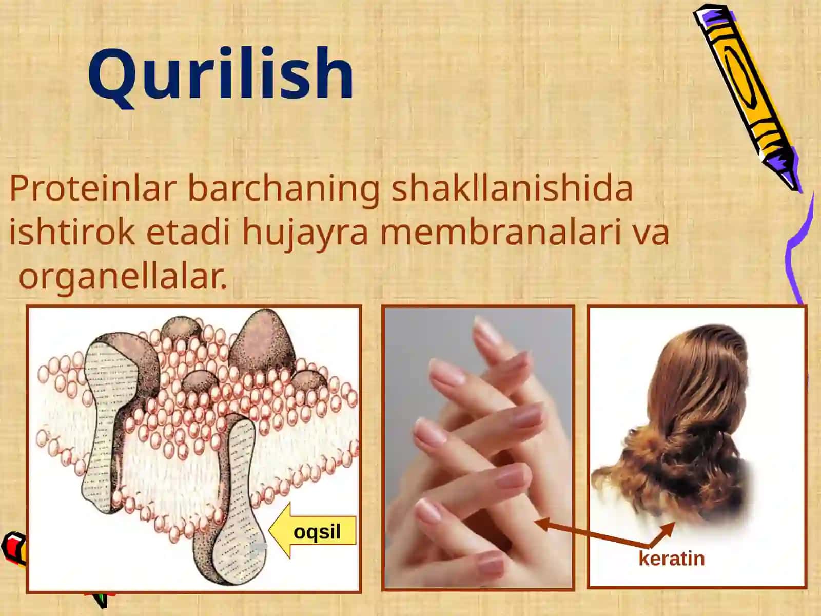 Funksiyalar oqsillar 2