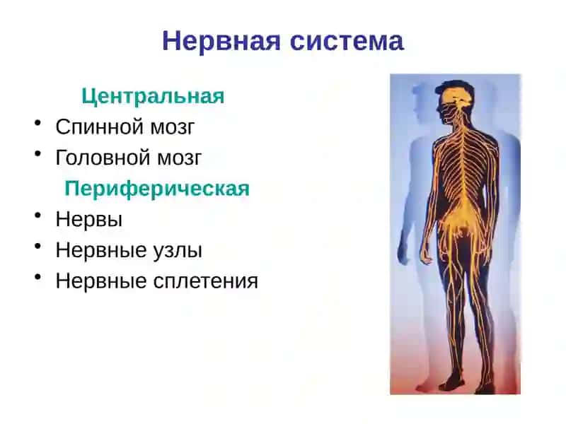 Периферическая нервная система 2