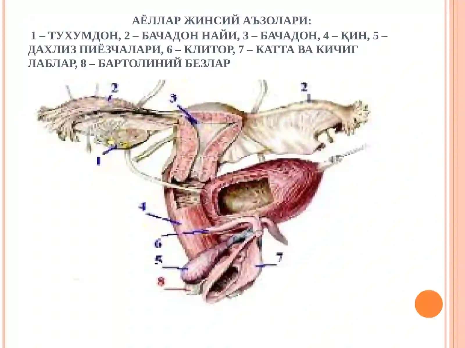 АЁЛЛАР ЖИНСИЙ СИСТЕМАСИ 2