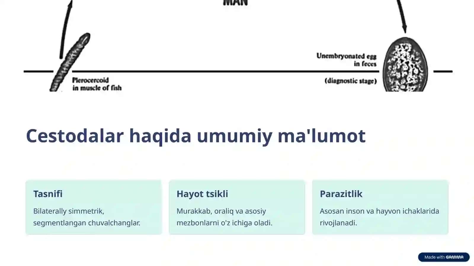 Lentasimon chuvalchanglar (Cestodes) va odam parazitlari 2