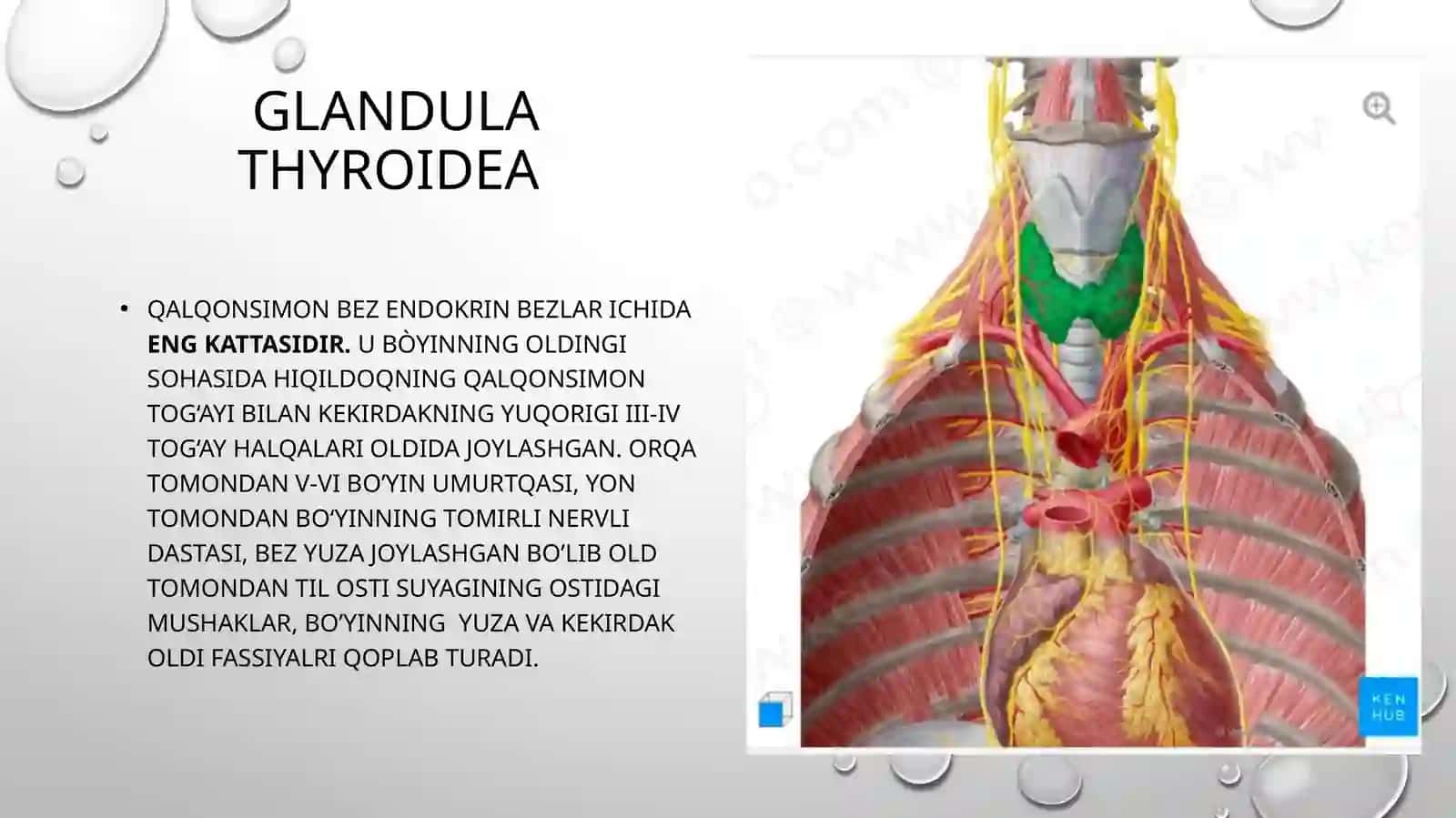 Qalqonsimon bezglandula thyroidea 2