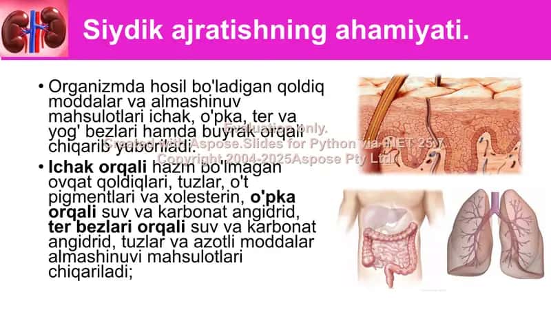 Siydik ayrish organlarining tuzilishi 2
