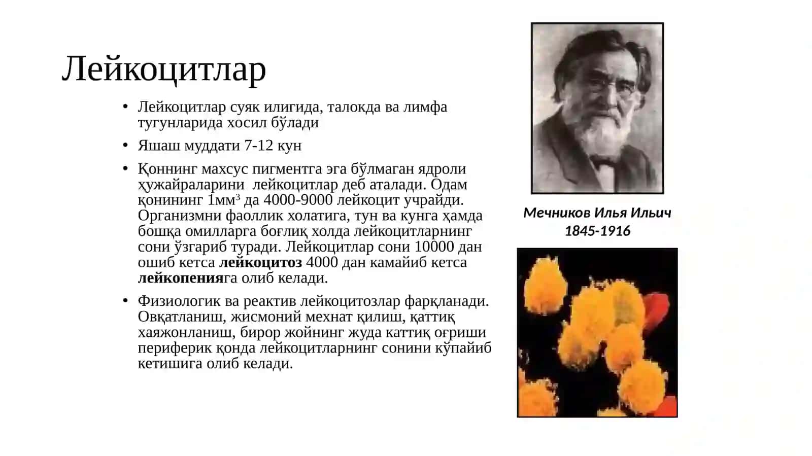 Лейкоцитлар 2