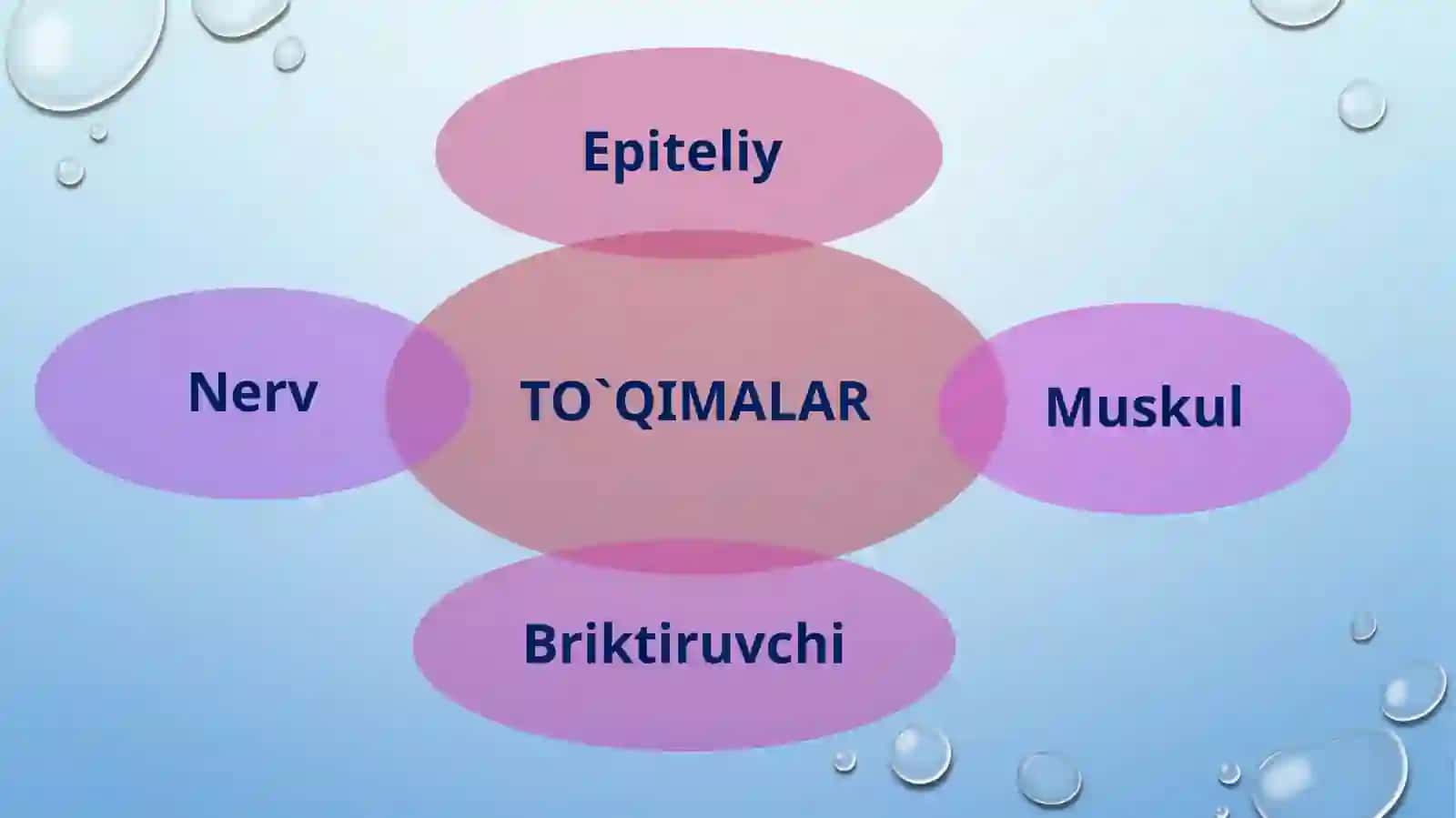 Epiteliy to'qimasi 2