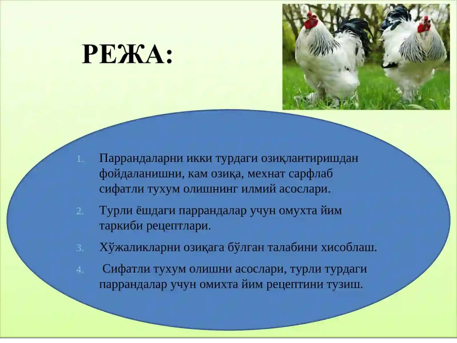 Паррандаларни озиқлантириш 2