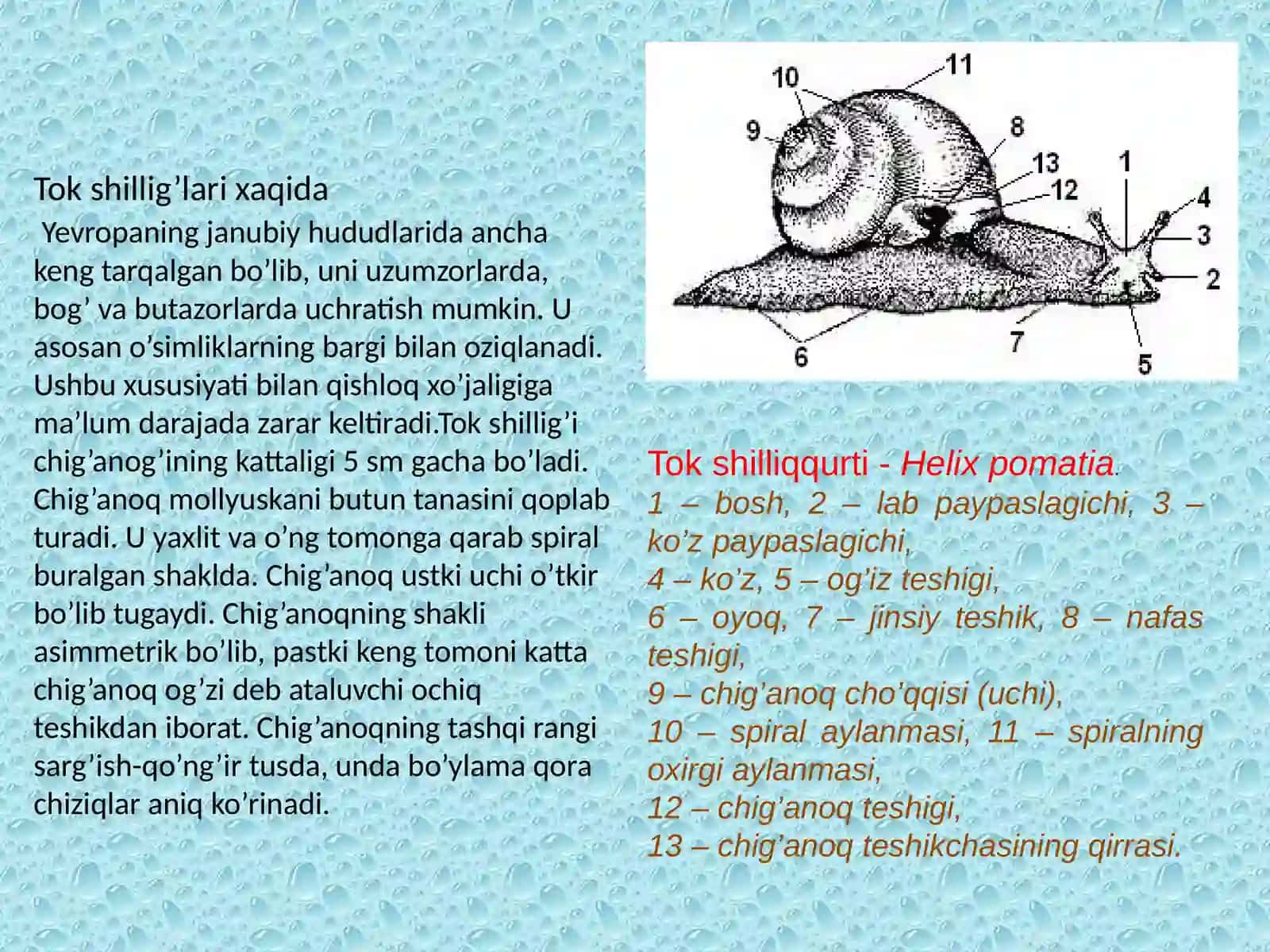 Ular Turlari 2