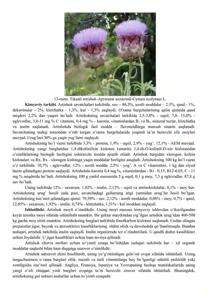 Tikanli artishok-Артишок колючий-Cynara scolymus L 2