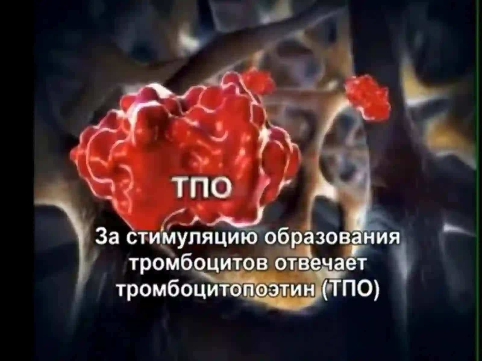 Тромбоцитлар ҳакида умумий маълумот 2