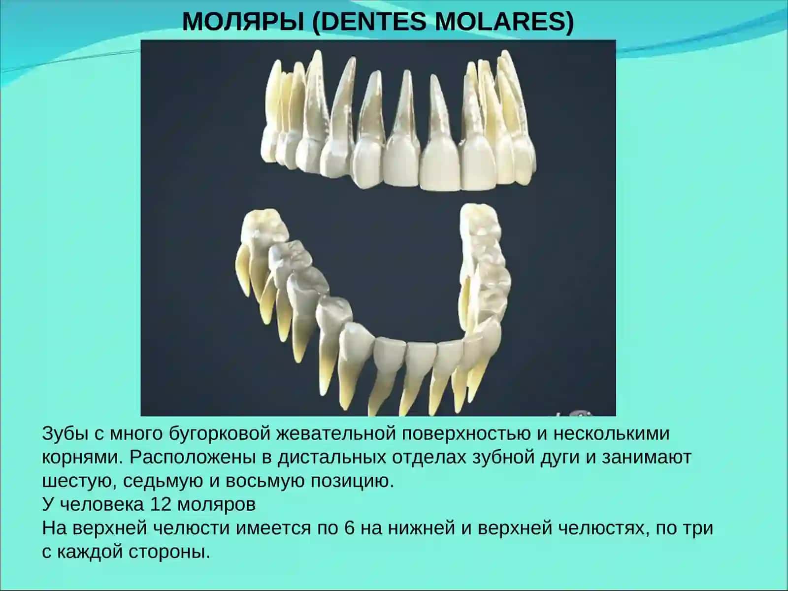 БОЛЬШИХ КОРЕННЫХ ЗУБОВМОЛЯРЫ (DENTES MOLARES) 2