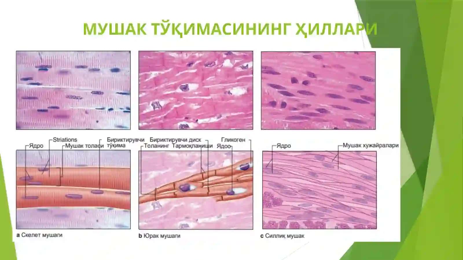 Mushak tўqimasi, 2