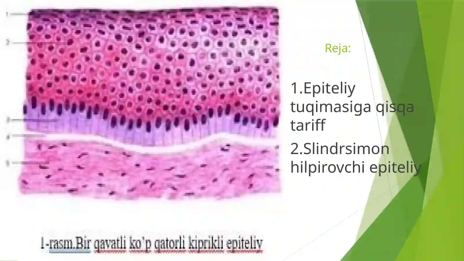 Gistologiyafanidantayyorlagantaqdimoti 2