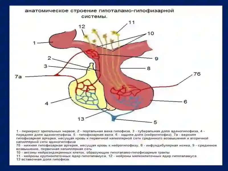 ФИЗИОЛОГИЯ ЭНДОКРИННОЙ СИСТЕМЫ 2
