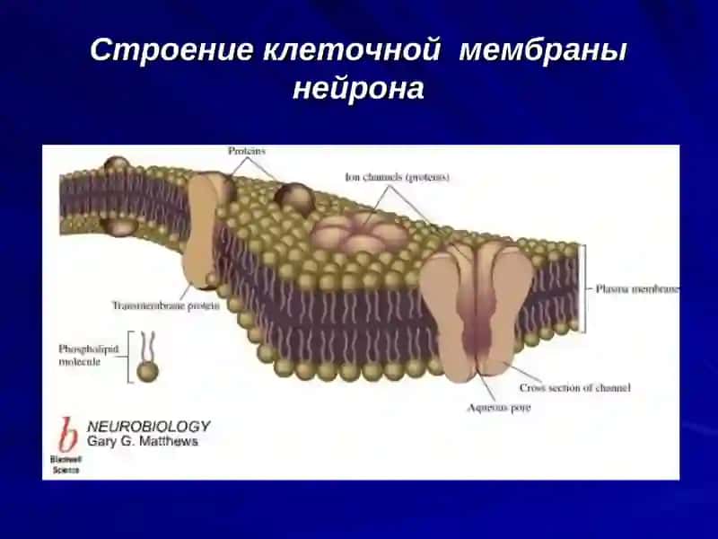 Клеточная мембрана нейрона 2